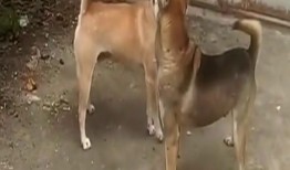 狗打架视频